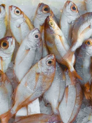 equipo profesional de venta de pescado fresco